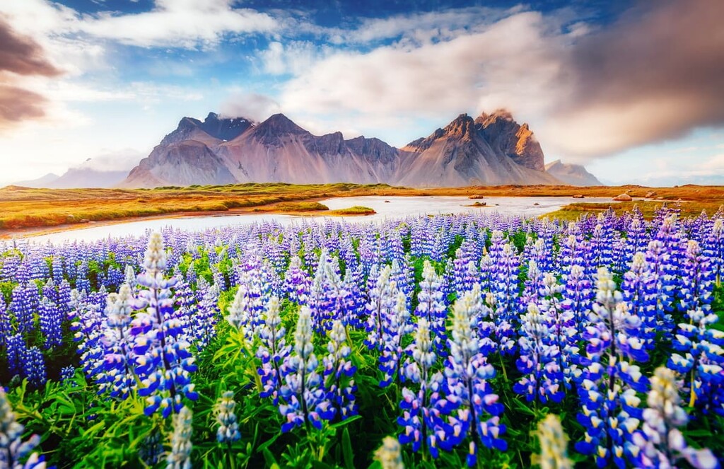 Lupin flowers. Impressive view of Vestrahorn mountaine on Stokksnes cape in Iceland during sunset
