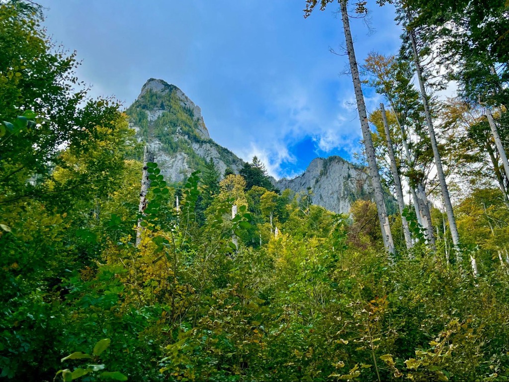 Beech forests, Bucegi Natural Park