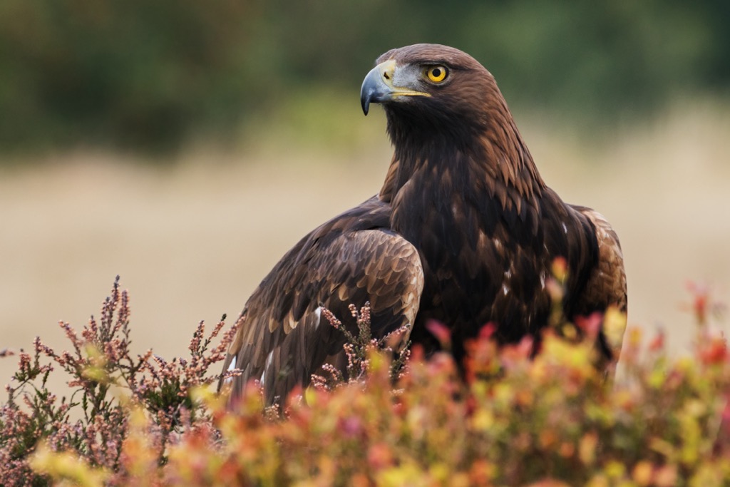 Golden eagles are a fairly common sight throughout the Alps. Dachstein Mountains