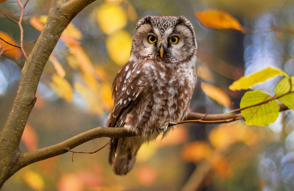 A boreal owl on a brand in autumn. Livigno Alps