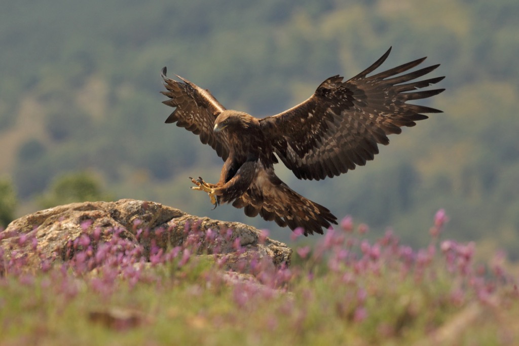Golden eagles are the most widely distributed eagle species and boast a wingspan of over two meters (6.5 feet). Salzkammergut Upper Austria