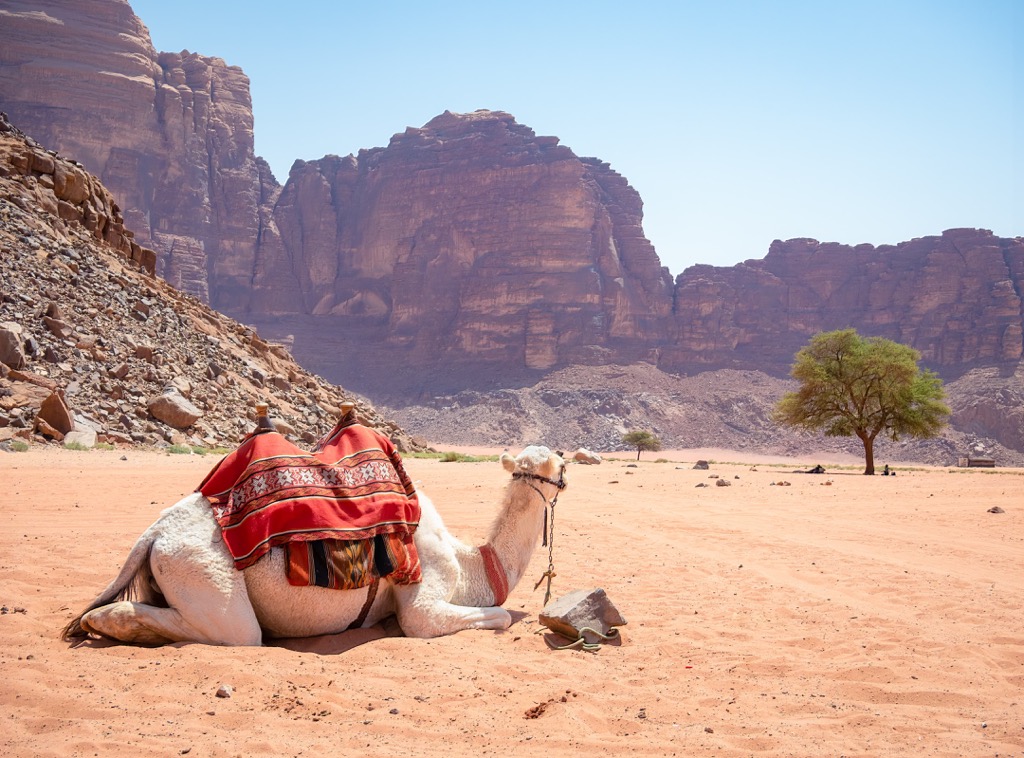 Wadi Rum Protected Area