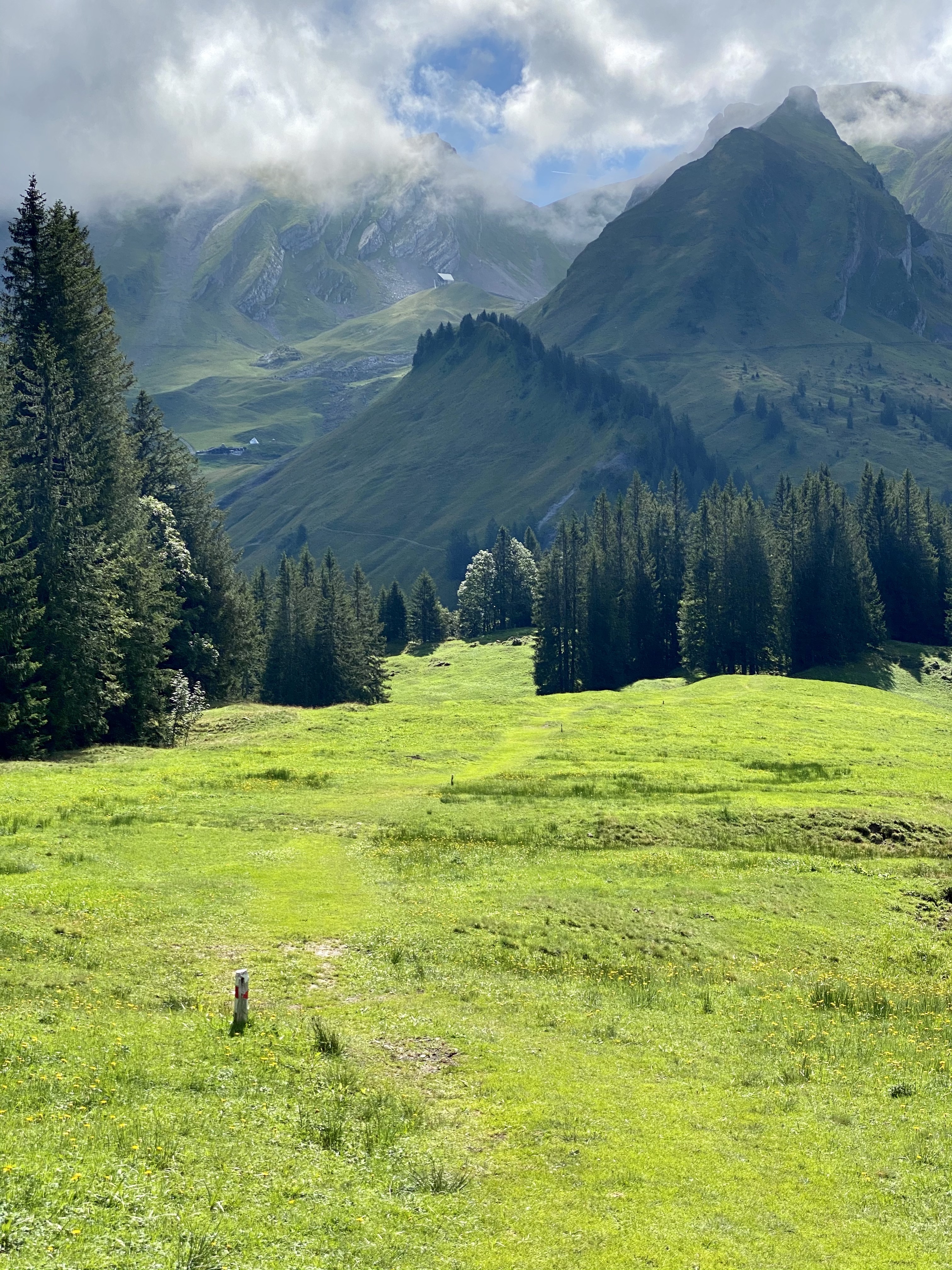 Sendero Grassy en los Alpes