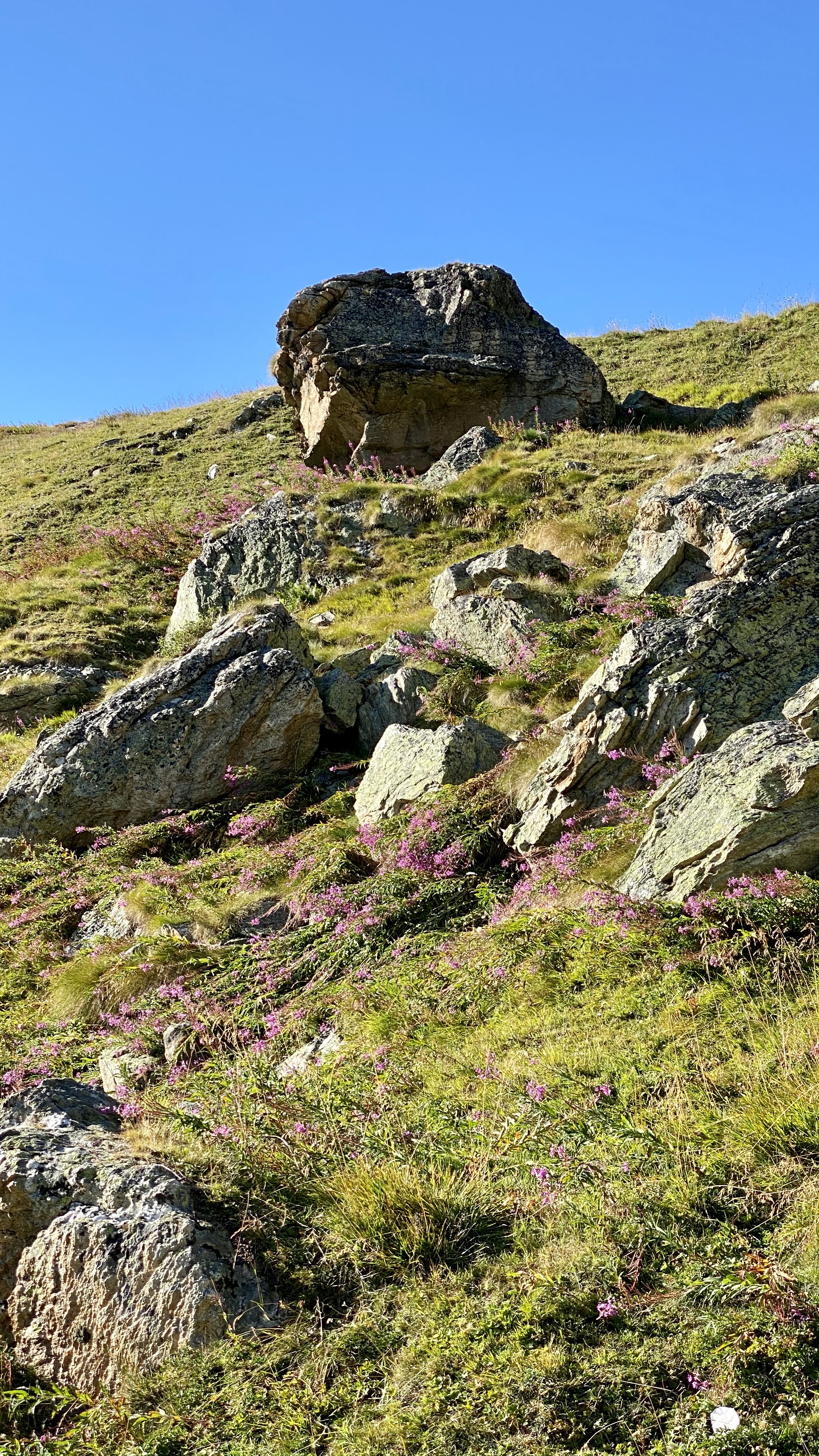 Alpine flowers