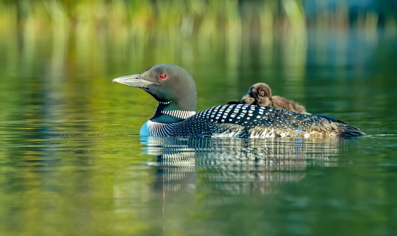 Common loon in Acadia National Park