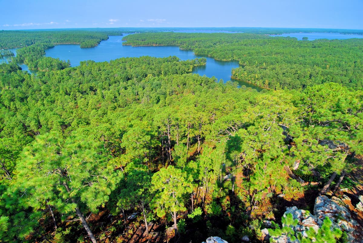 Pine forest, Alabama