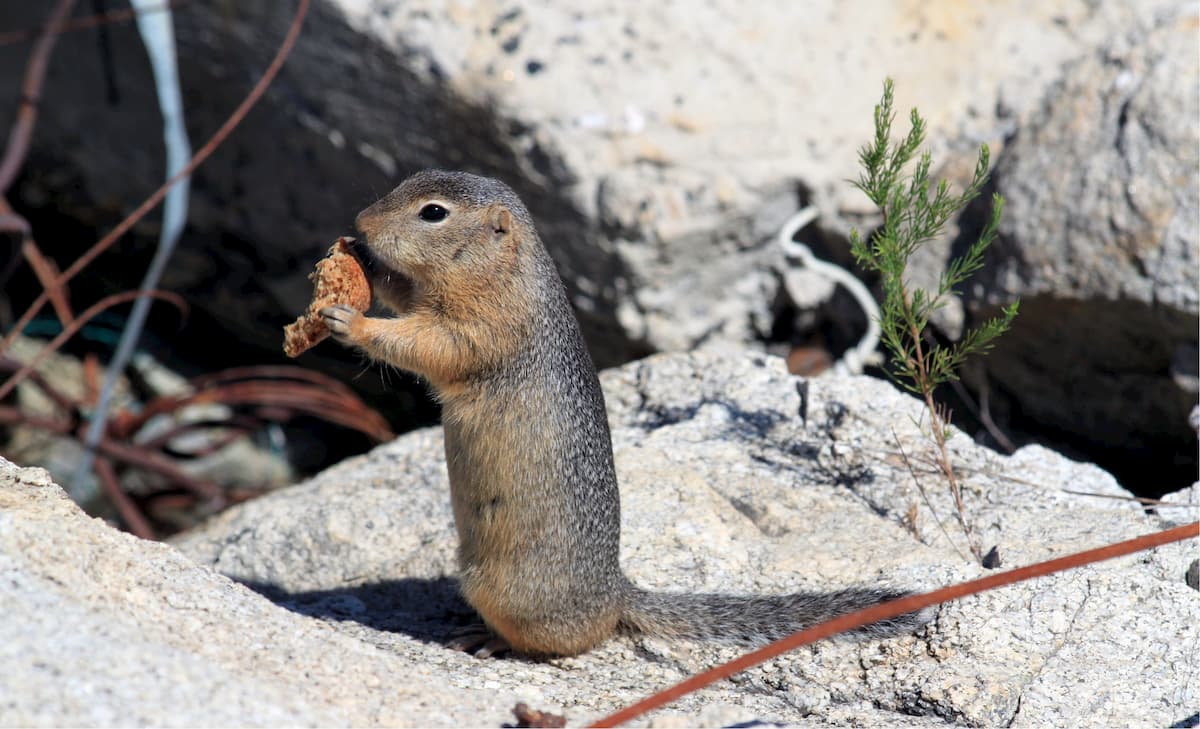 Altai squirrels. Alania National Park