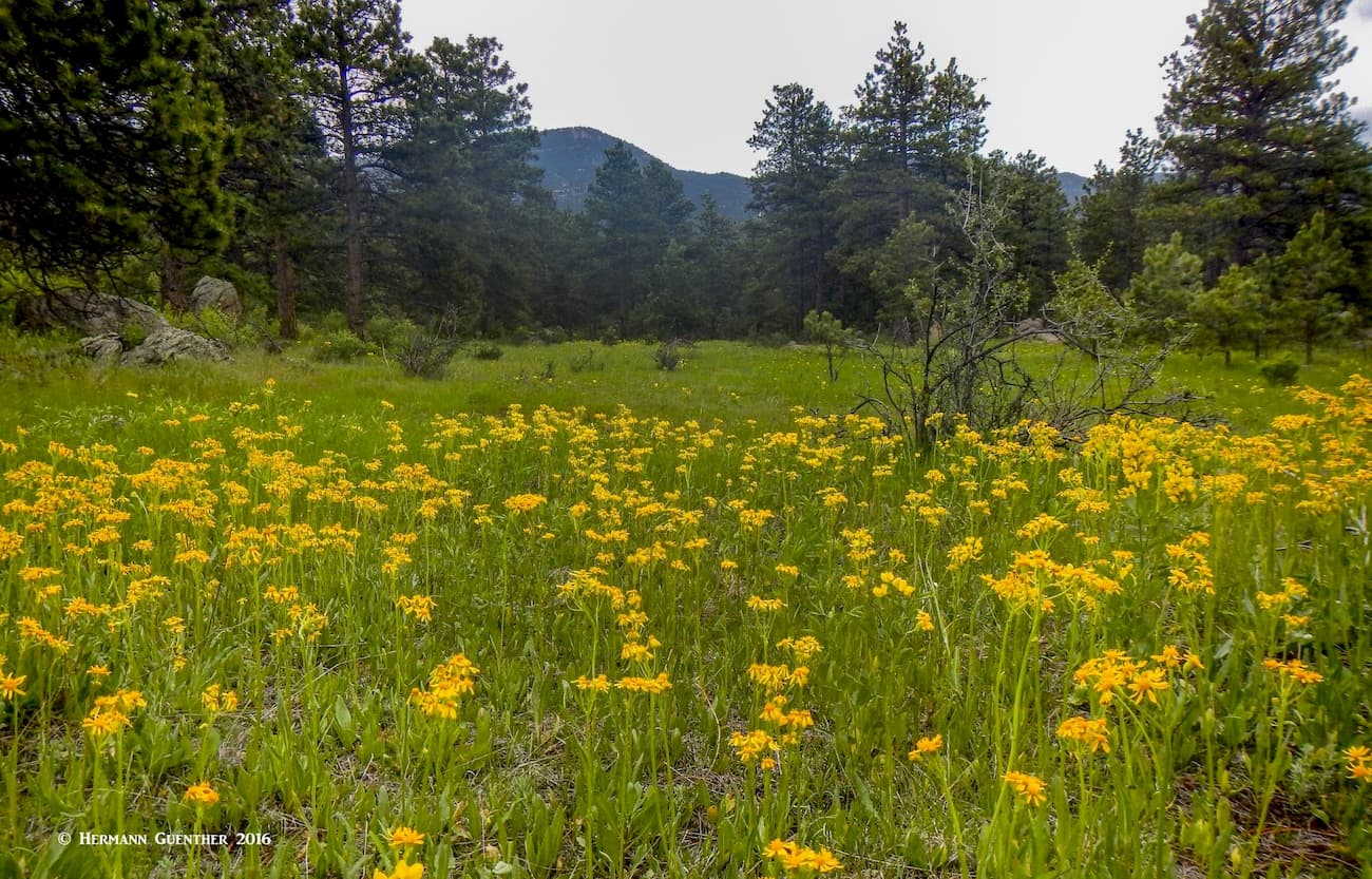 Wildflower Meadow, Hidden Fawn Trail. Alderfer/Three Sisters Park