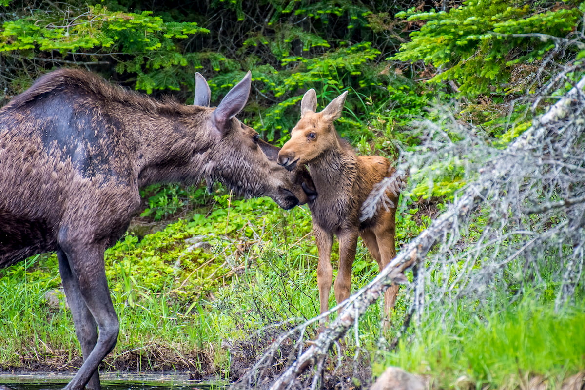 Algonquin Provincial Park