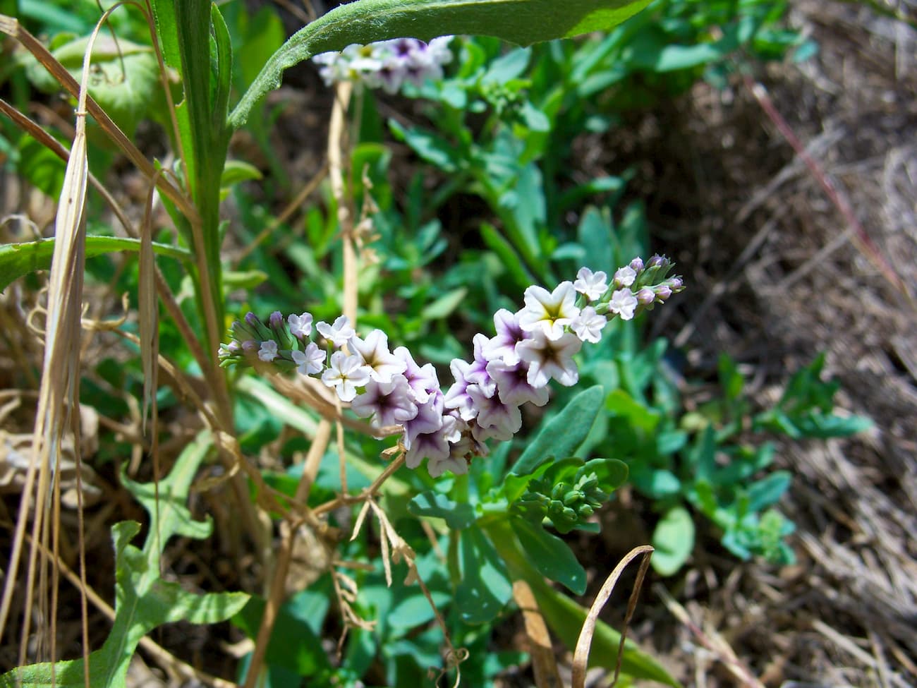 Heliotropium. Almaden Quicksilver County Park