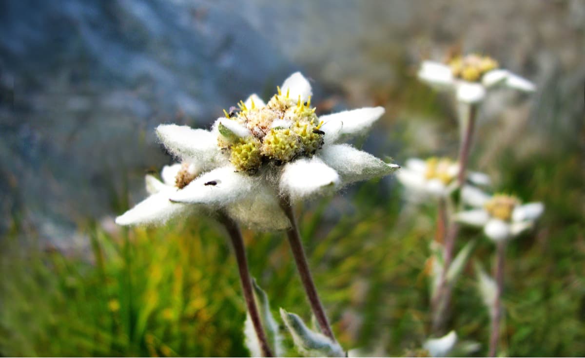 The meadows. Greek edelweiss. Altai State Natural Biosphere Reserve