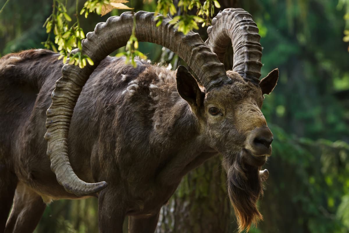 Siberian goats. Altai State Natural Biosphere Reserve