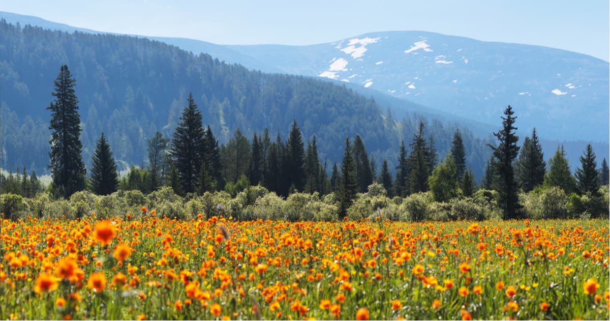 The meadows. Altai State Natural Biosphere Reserve