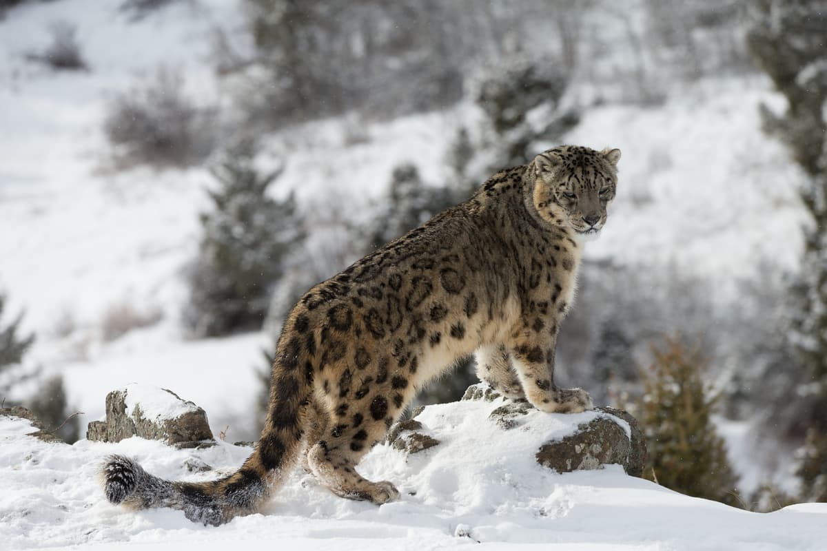 Altay National Reserve