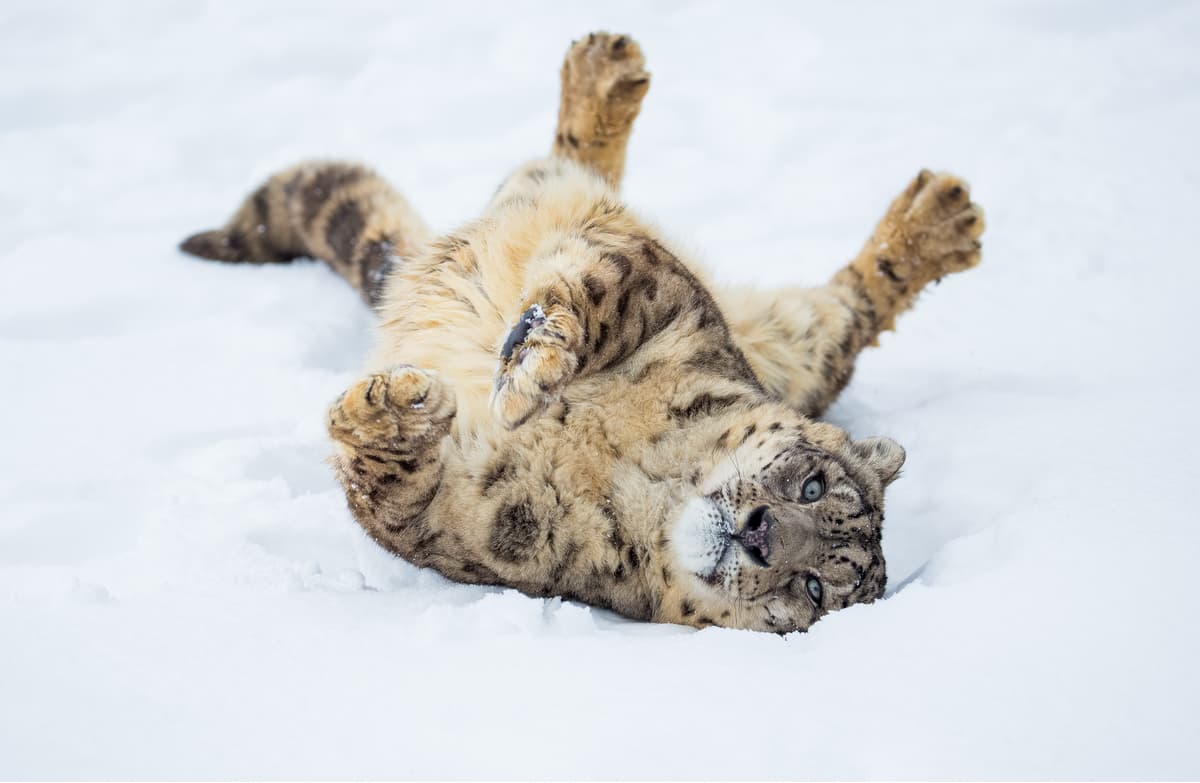 Snow leopard. Altai State Natural Biosphere Reserve