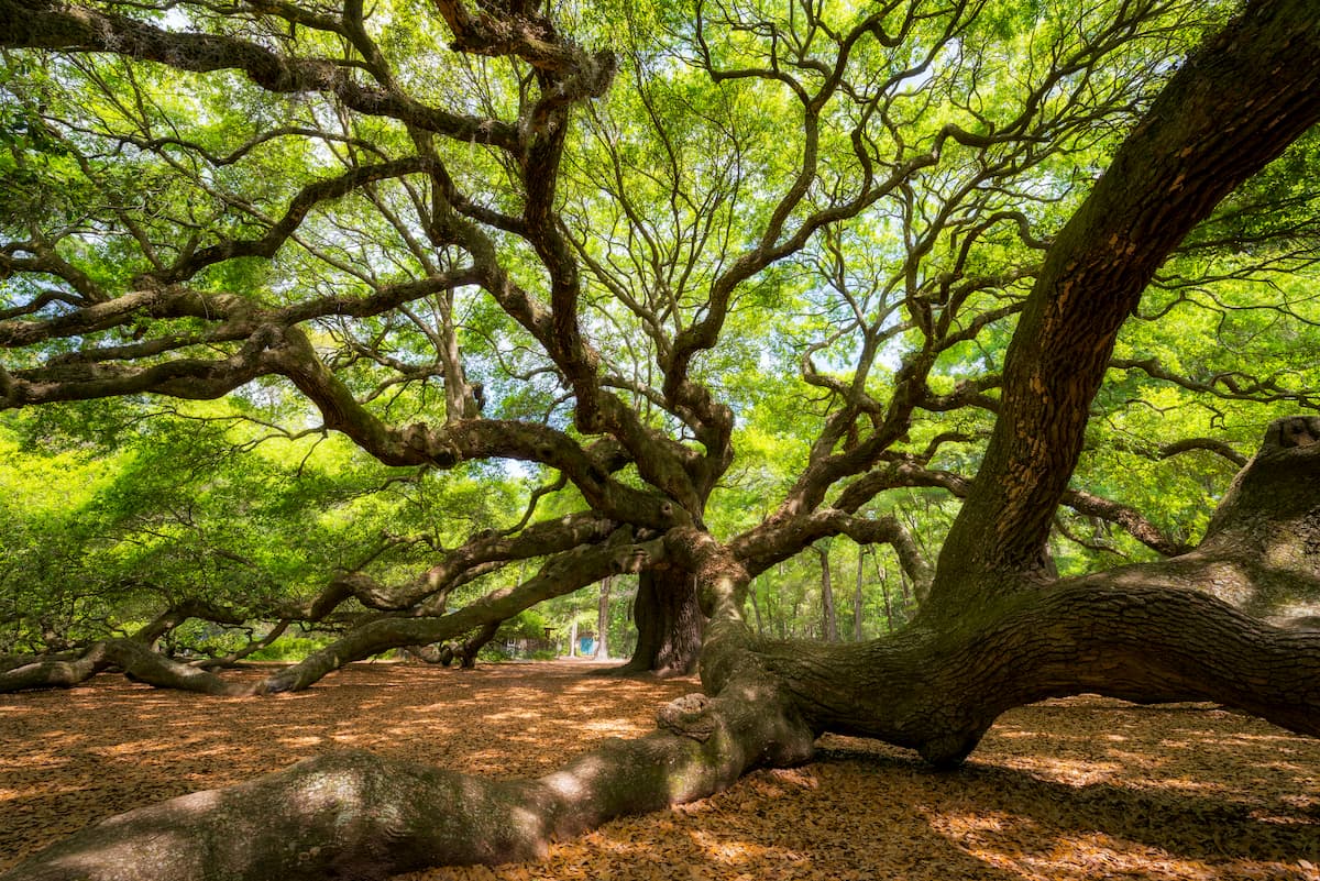 Angel Island State Park