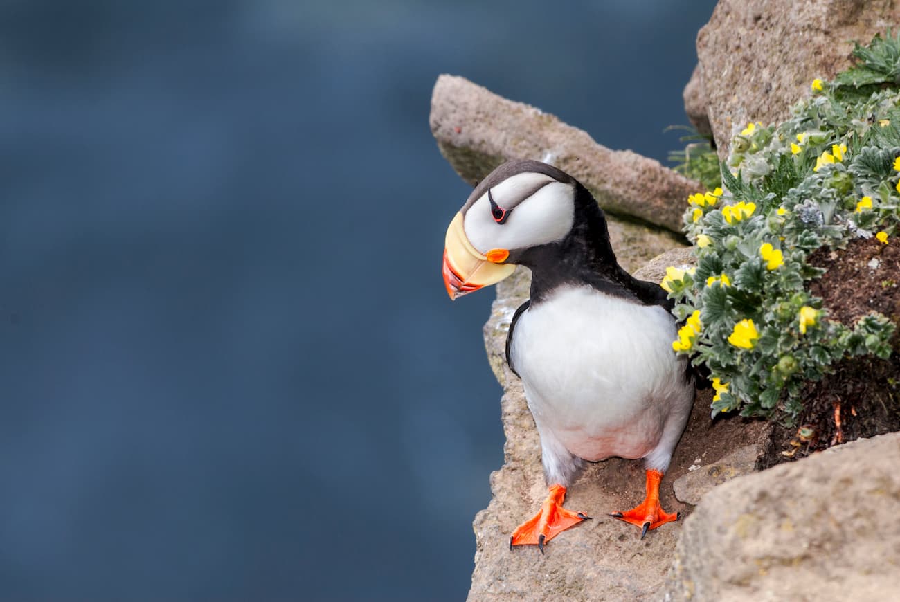 Horned Puffin (Fratercula corniculata). Aniakchak-National-Monument
