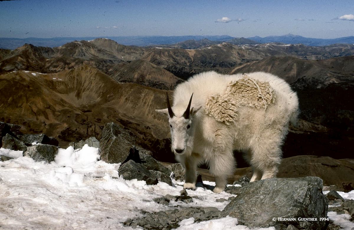 Summit of Torreys Peak