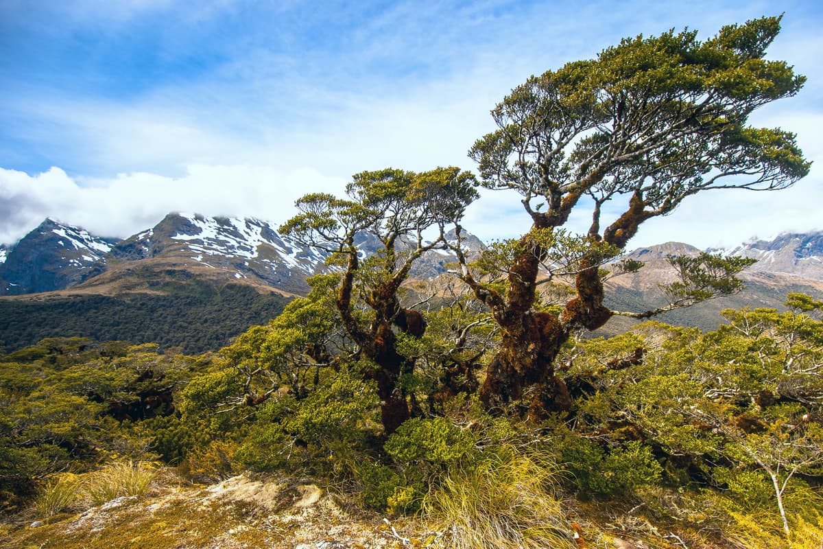 Arthurs Pass national park