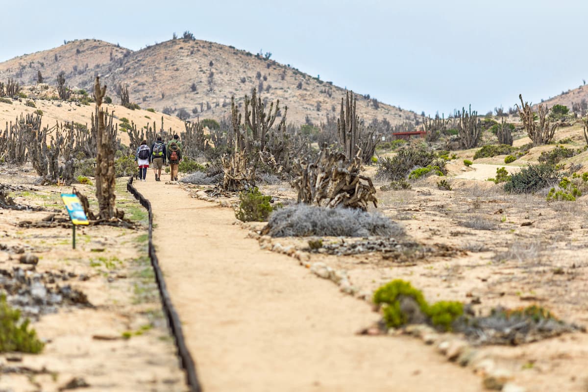 Pan de Azucar National Park, Cordillera de Copiapo, Atacama desert