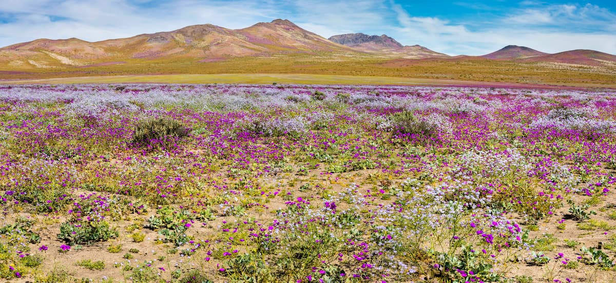 Beautiful desert bloom in the Atacama desert, Atacama Region