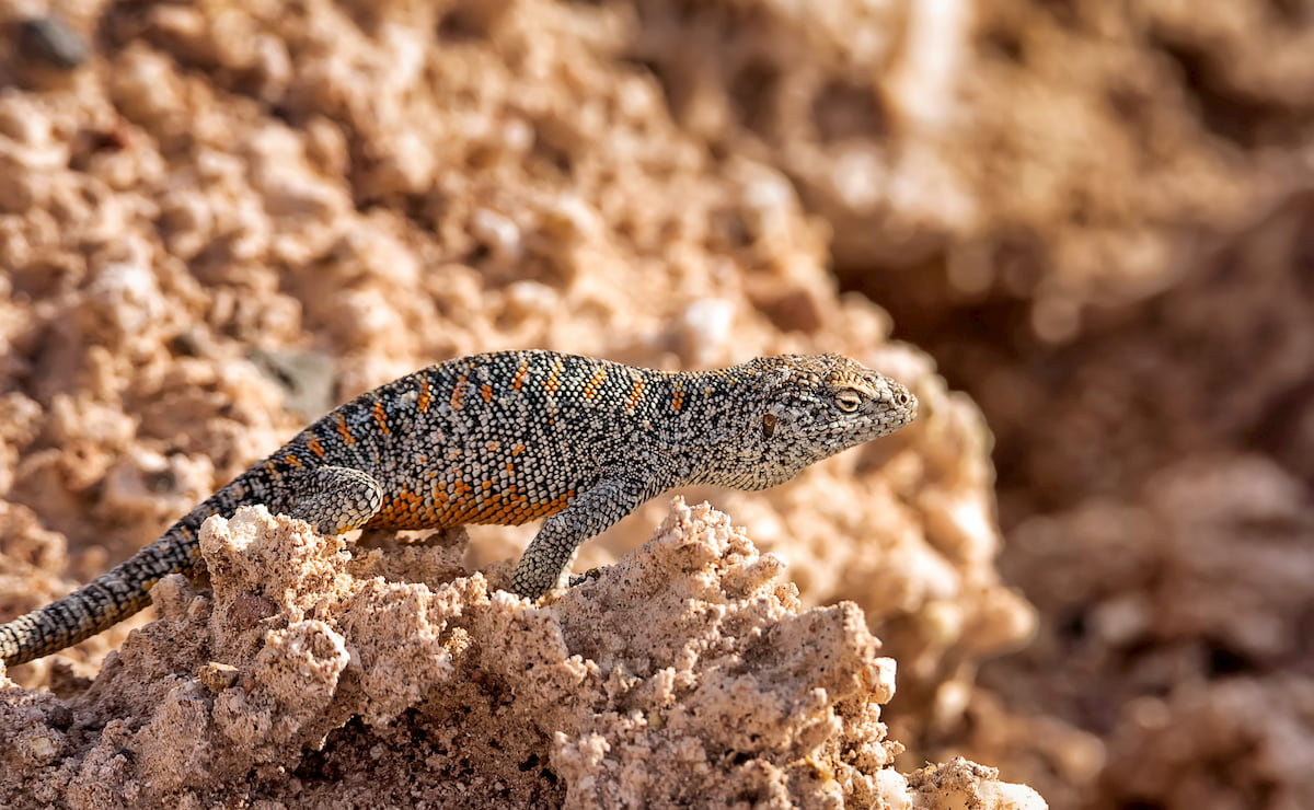 lava lizards, Atacama Region