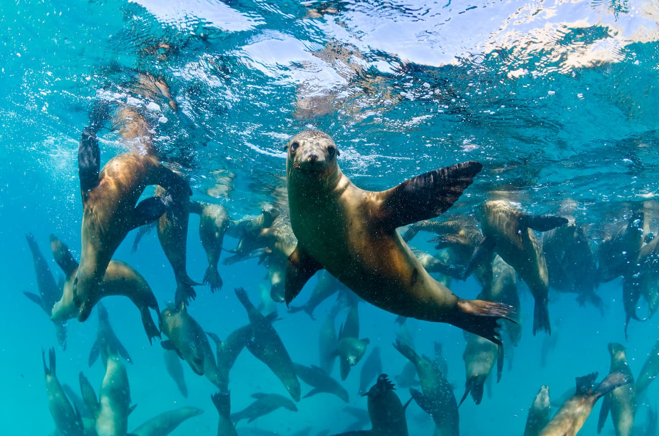 Diving, lion seal. Baja California