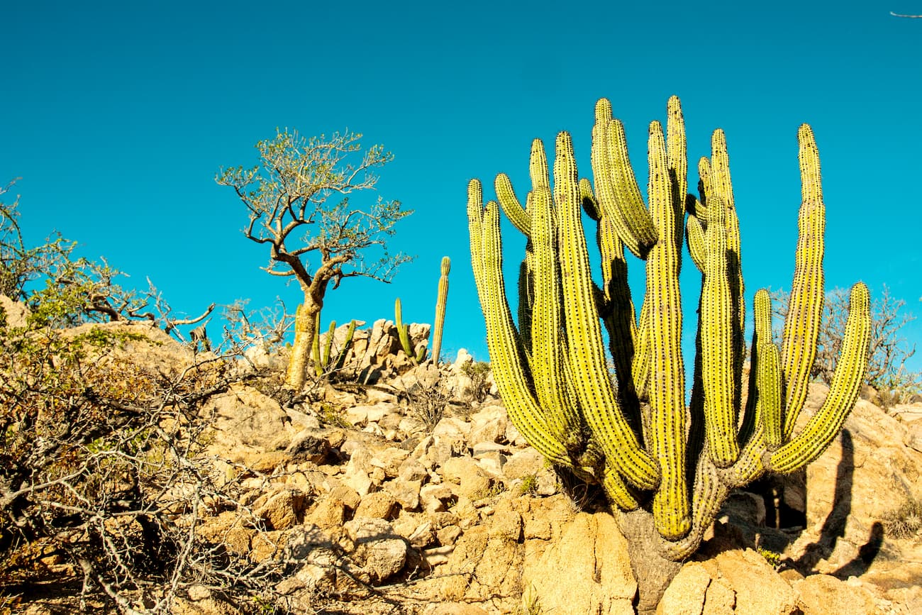 Sonoran Desert, baja california