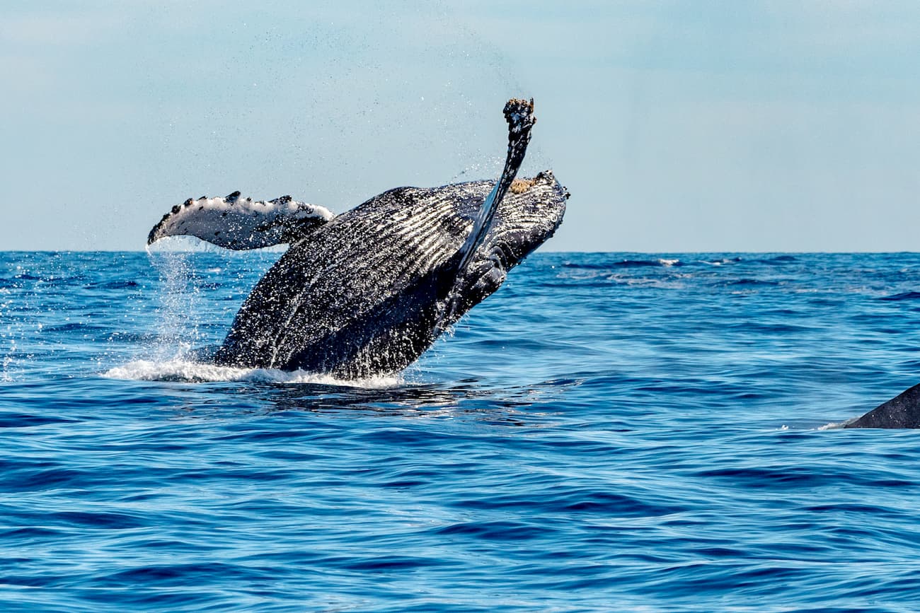 Grey whales. Baja California