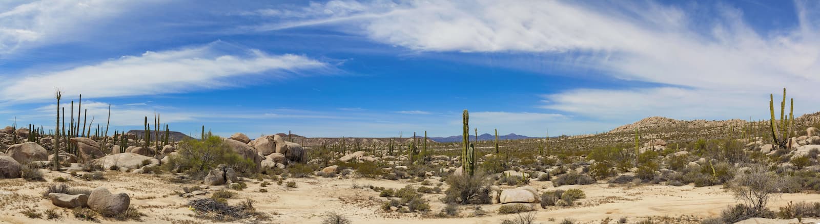 Área de Protección de Flora y Fauna Valle de los Cirios. Baja California