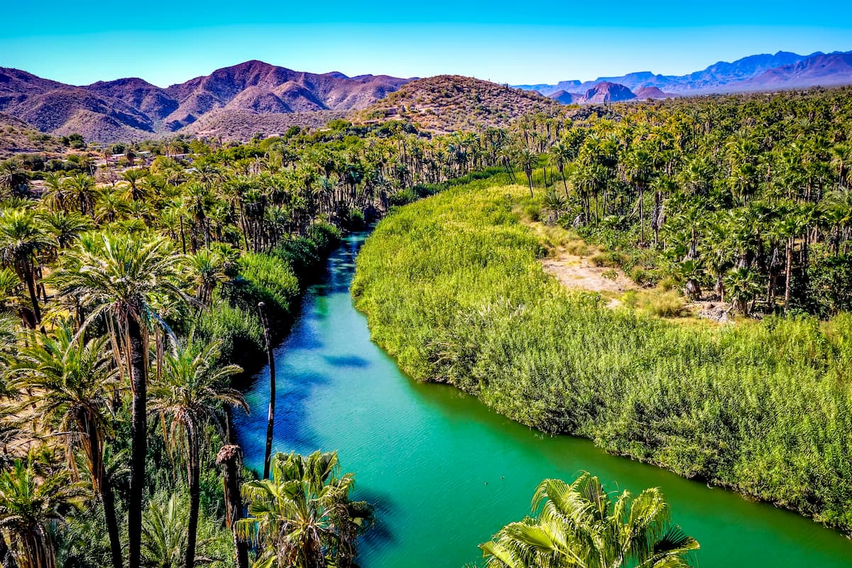 Desert oasis in Baja California