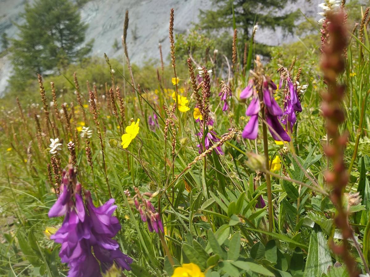 Flowers. Belukha Nature Park