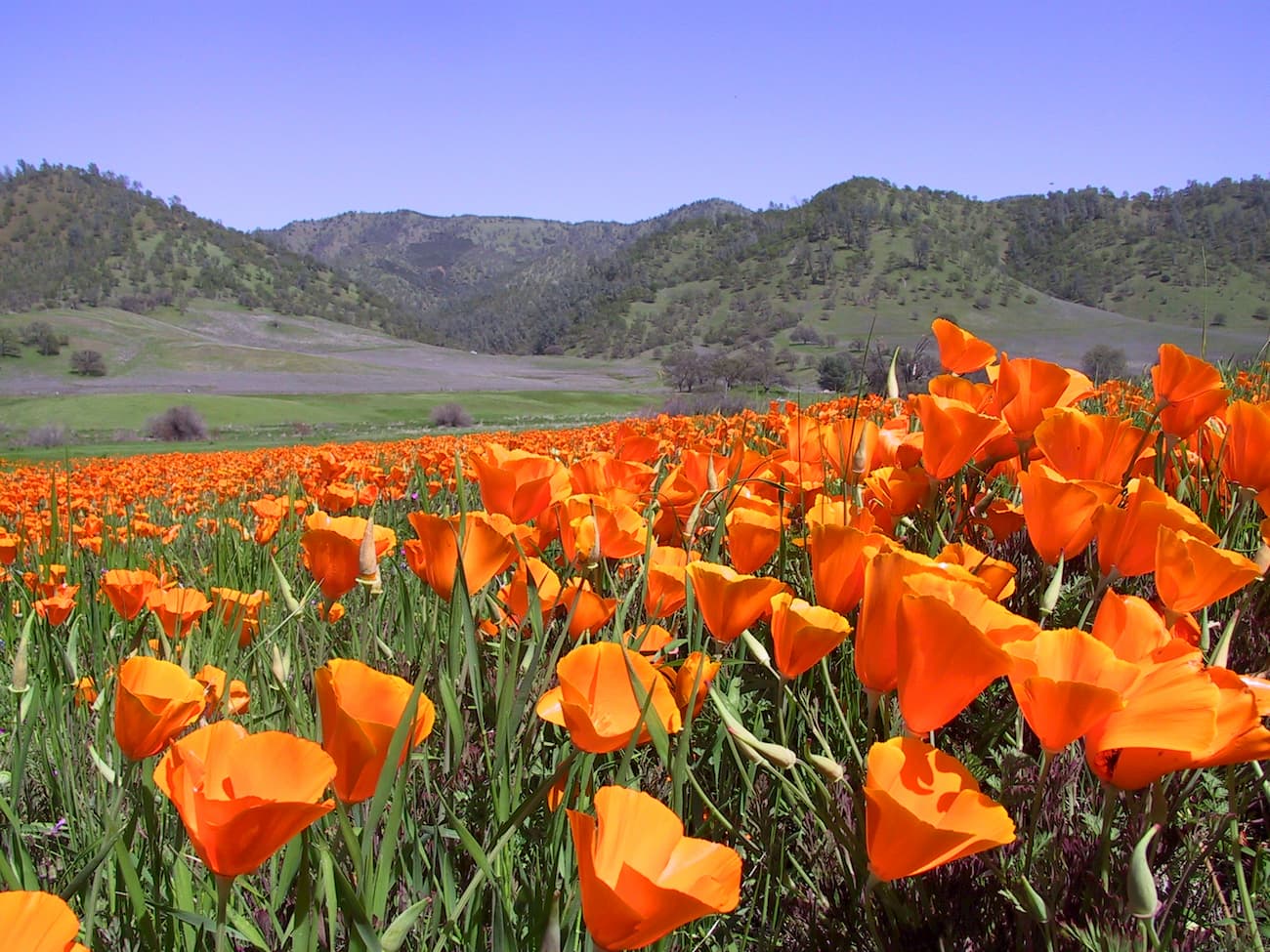 Berryessa Snow Mountain National Monument