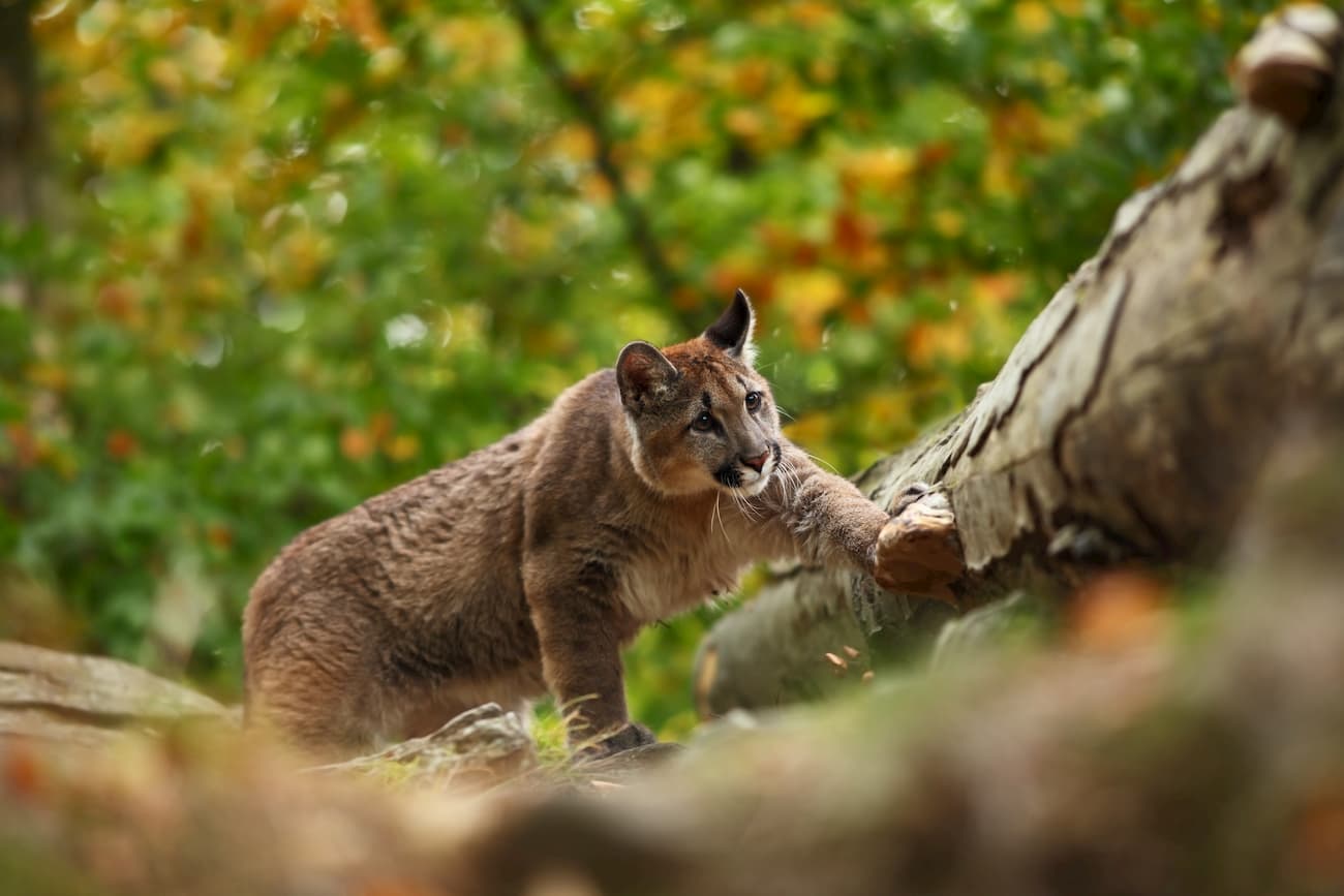 Cougar. Bighorn Mountains