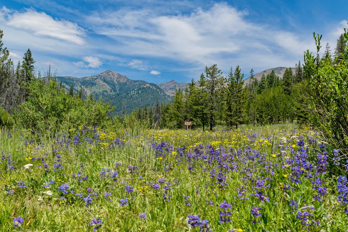Scenic Boulder Mountains with purple wildflowers in the foreground