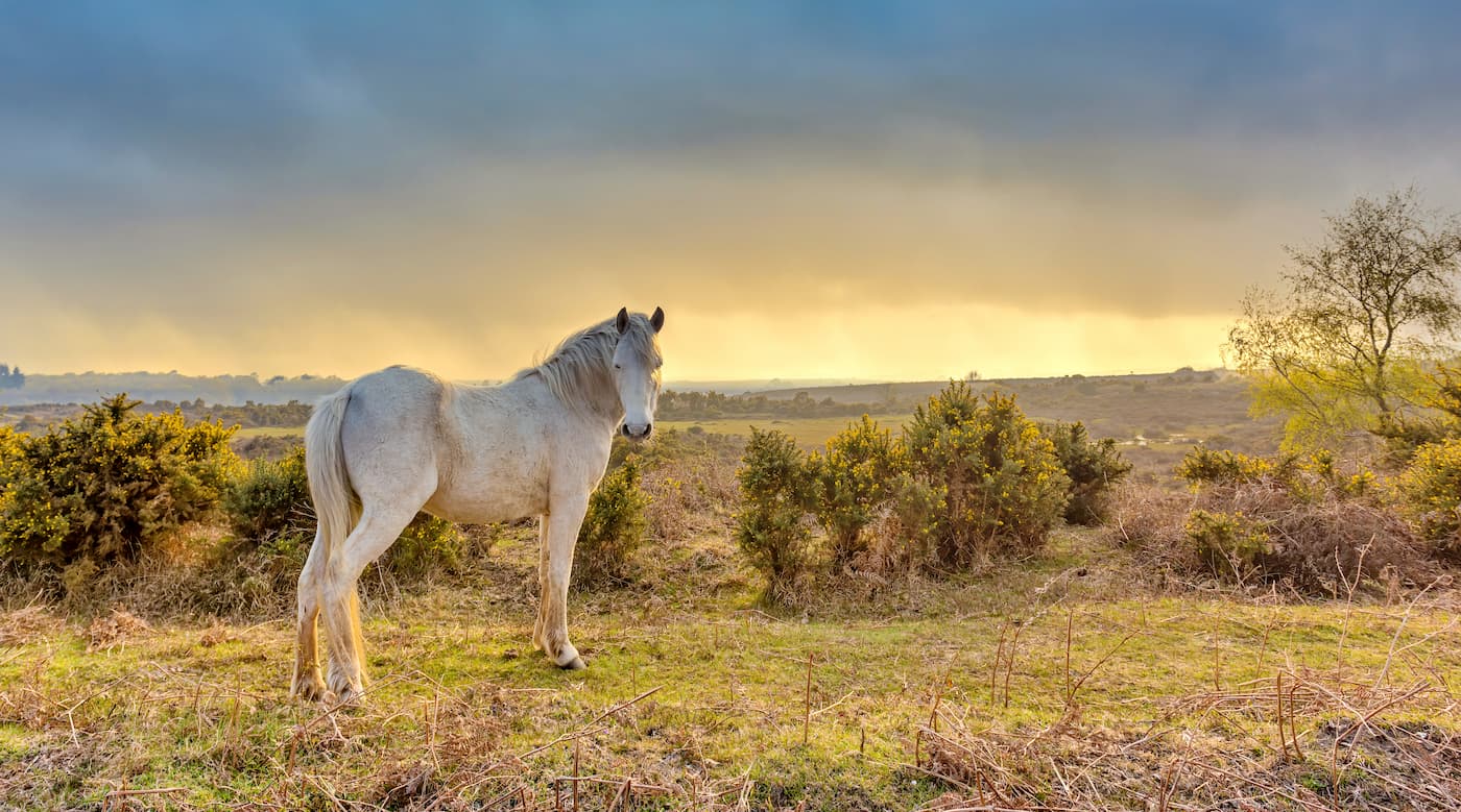 Brockenhurst, England