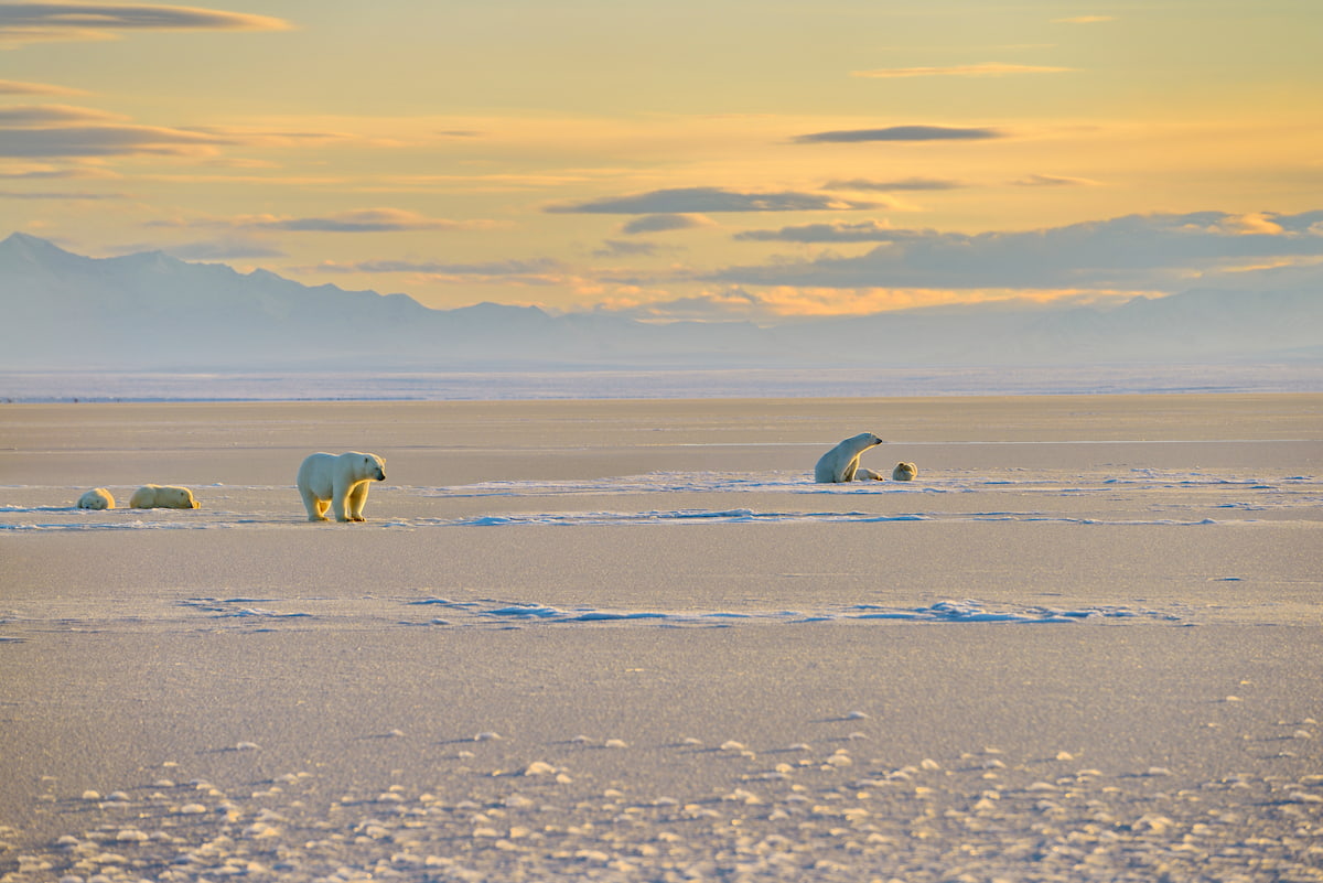 Polar bears, Northern Alaska Brooks Range Mountains, Alaska