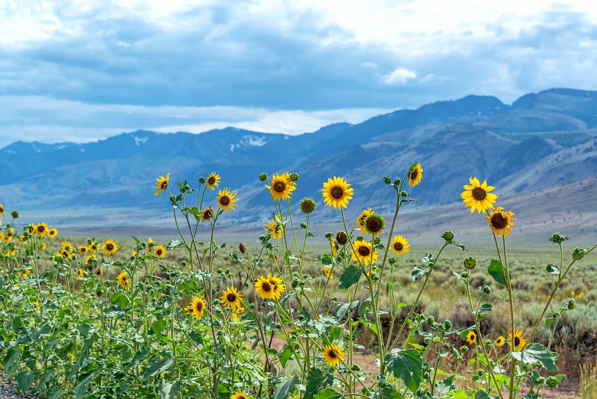 Harney County Mountains