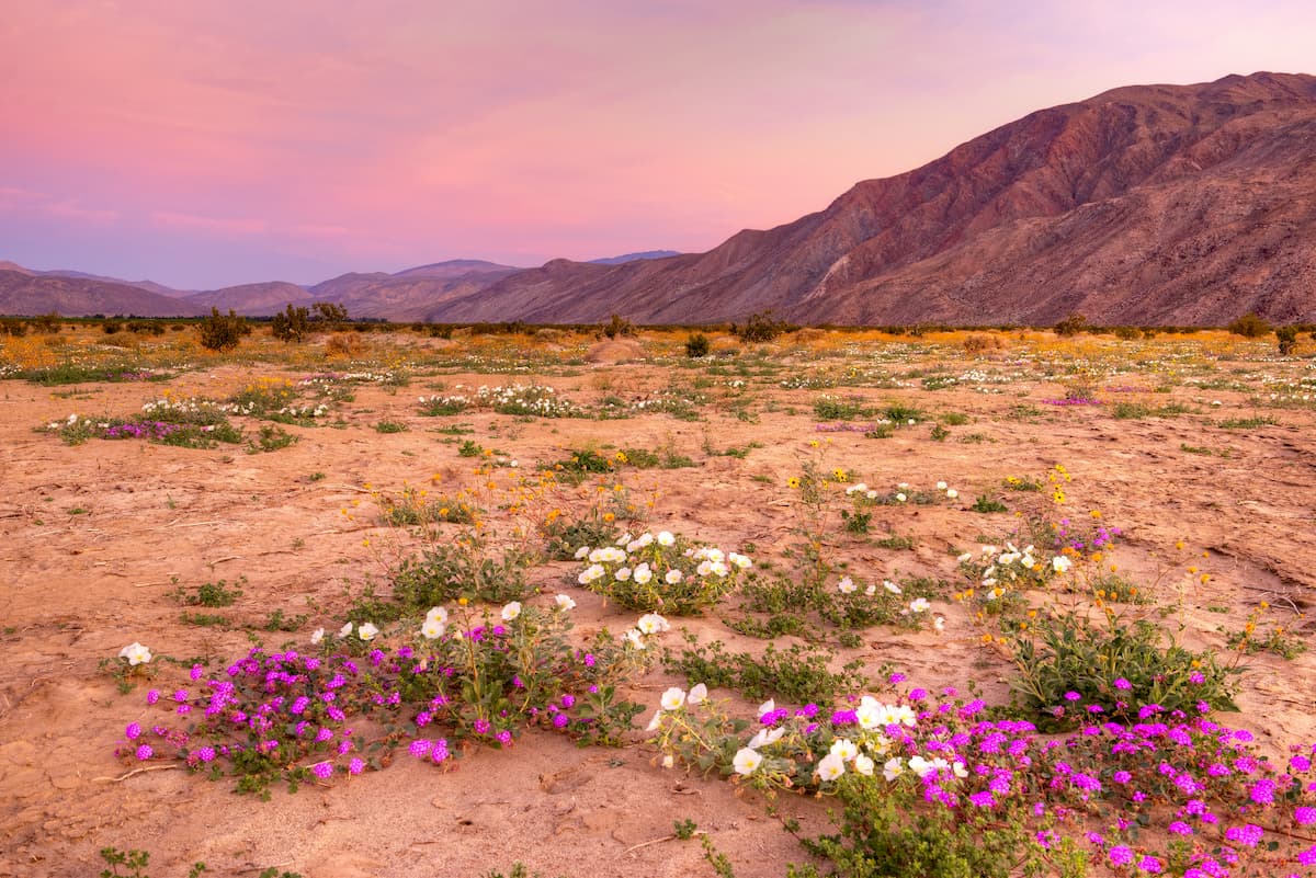 Anza-Borrego Desert State Park
