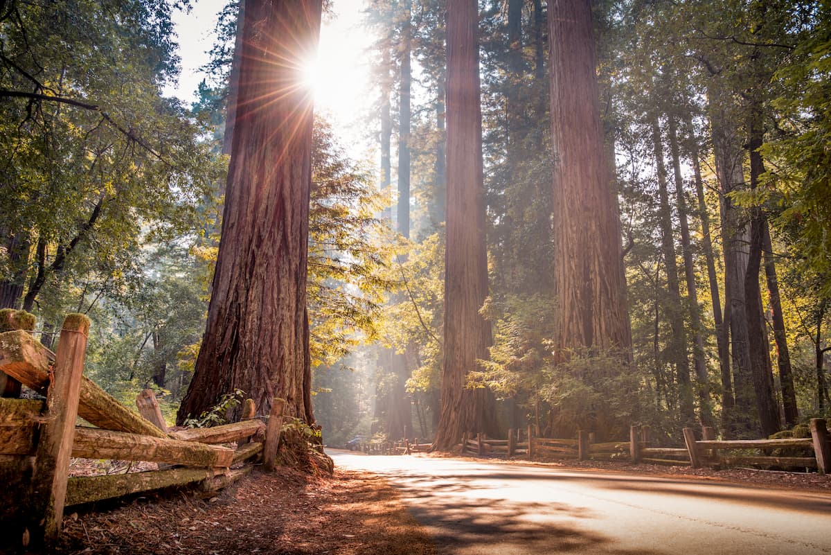 Big Basin Redwoods State Park