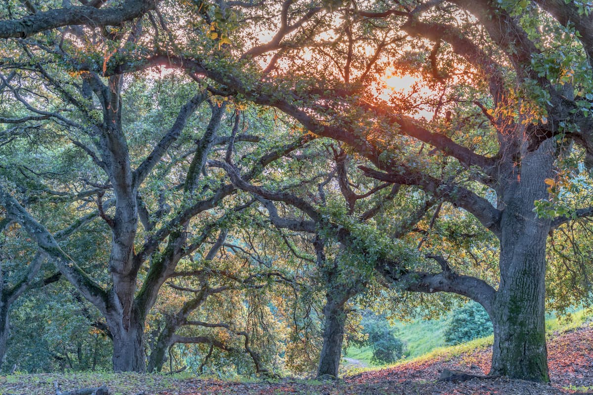 Coast Live Oak Woods, Santa Clara County