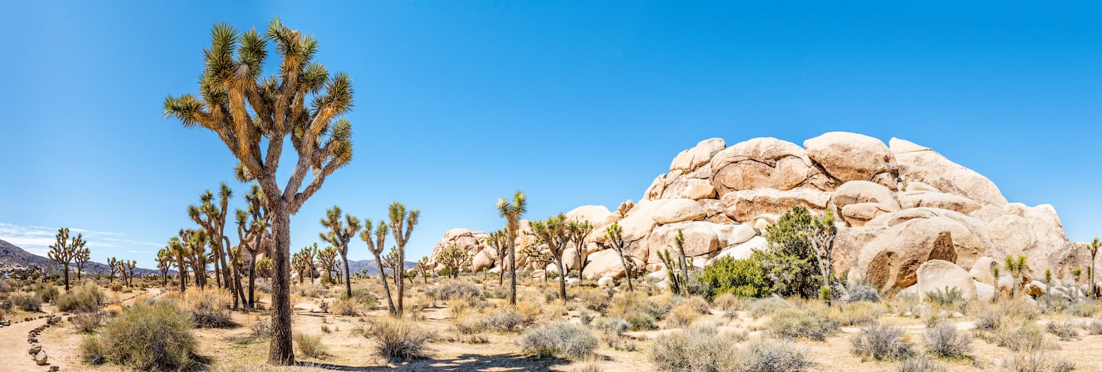 Joshua Tree National Park