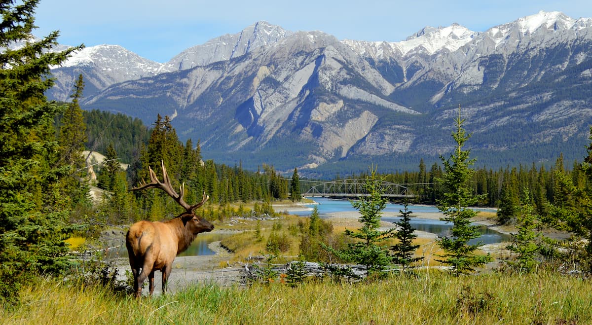 Elk in Jasper National Park, Alberta