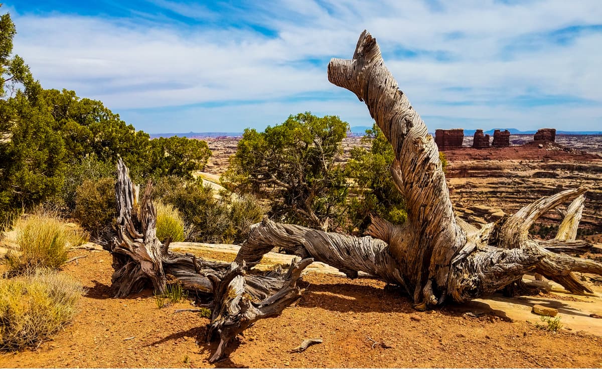 A beautiful twisted tree trunk sits near the edge of the Maze Overlook in Canyonlands National Park