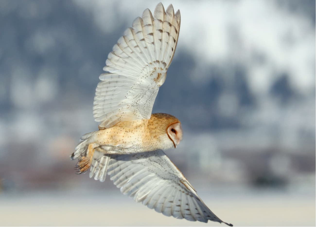 Owl in flight Carson Valley