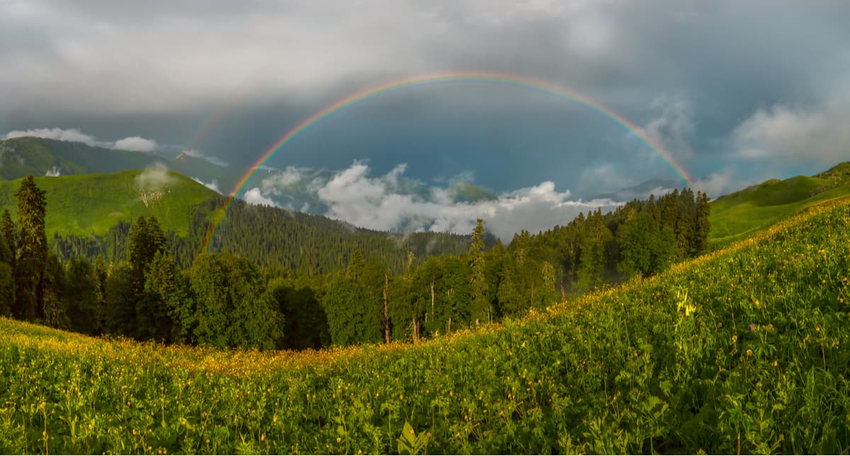 The flora of the Western Caucasus