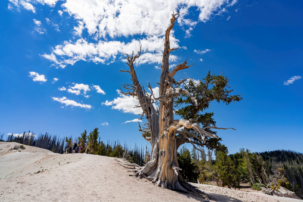 Cedar Mountains, Utah