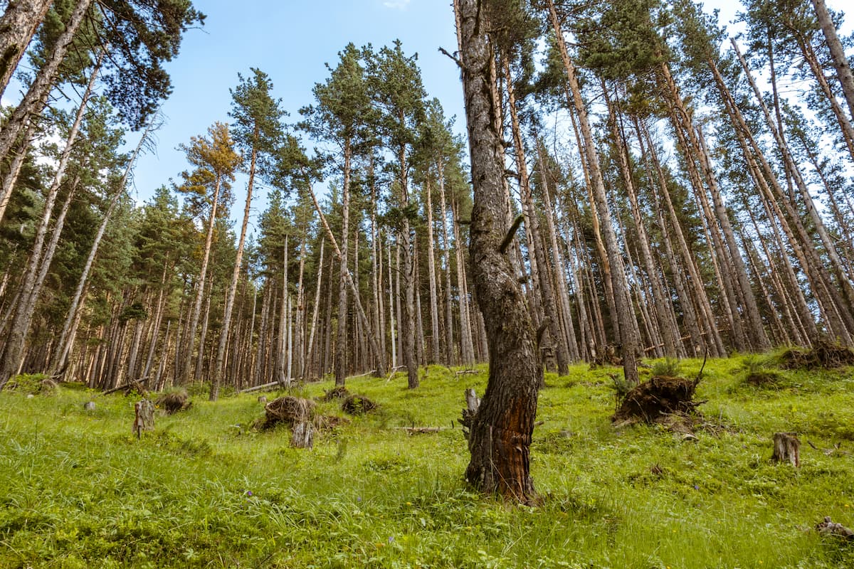 Pine-hardwood forests. Chattahoochee-Oconee National Forest