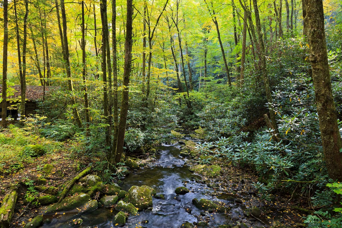 Cherokee National Forest