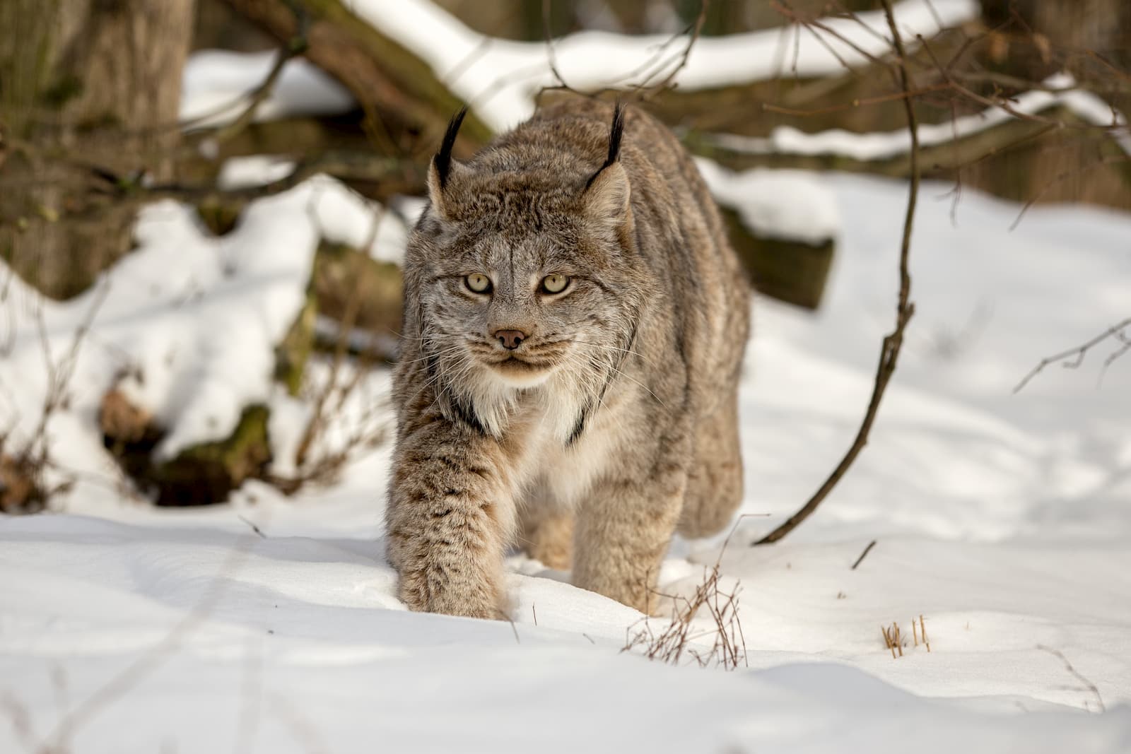 Canadian lynx. Chugach State Park